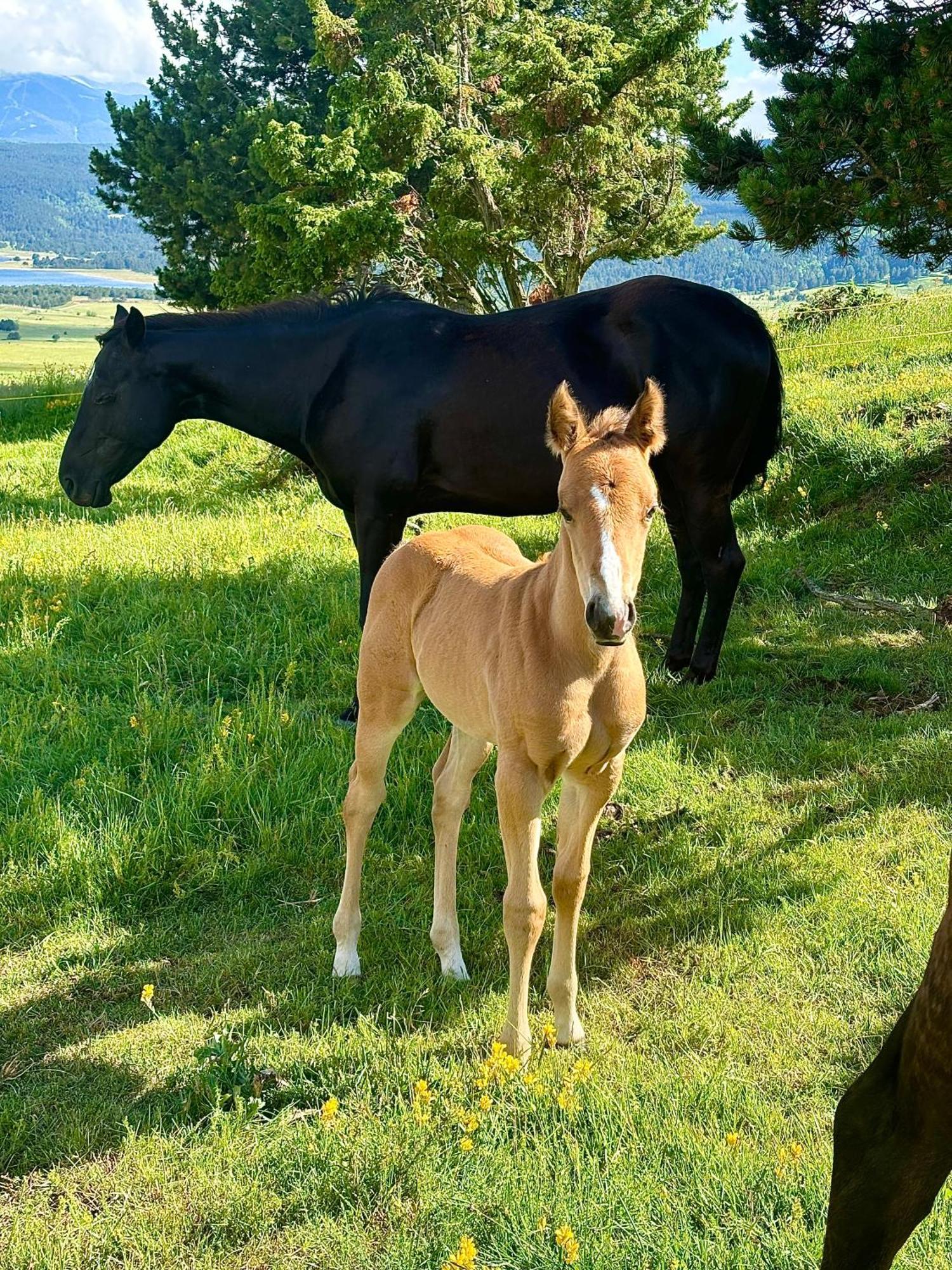 Gite Ranch Le Serpolet Les Angles  Luaran gambar
